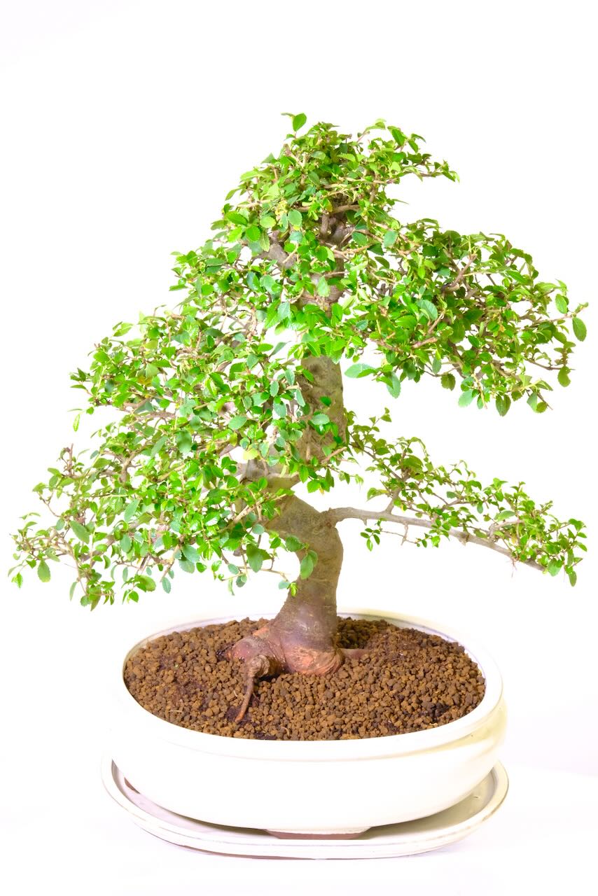 Powerful & commanding bonsai