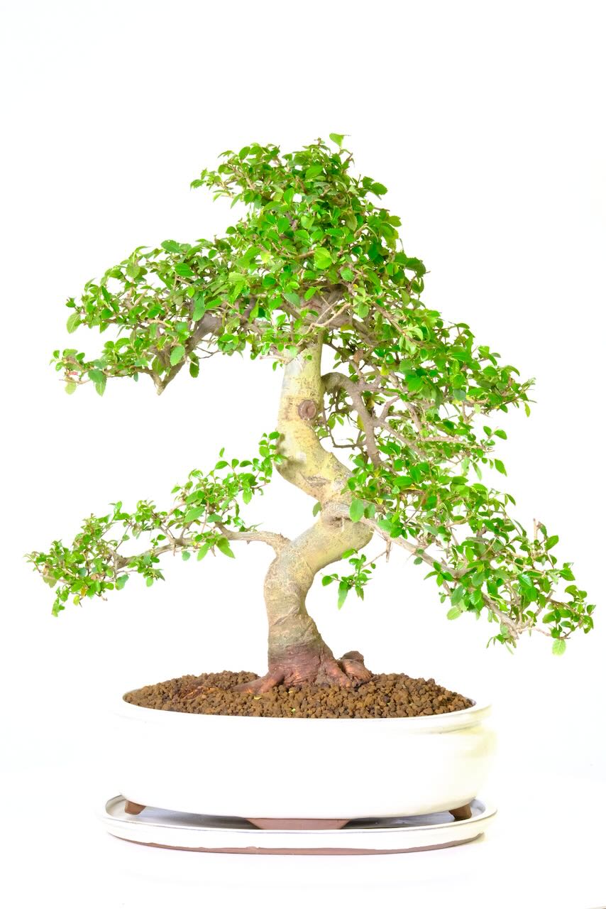 FREE fast UK delivery, as early as next day!