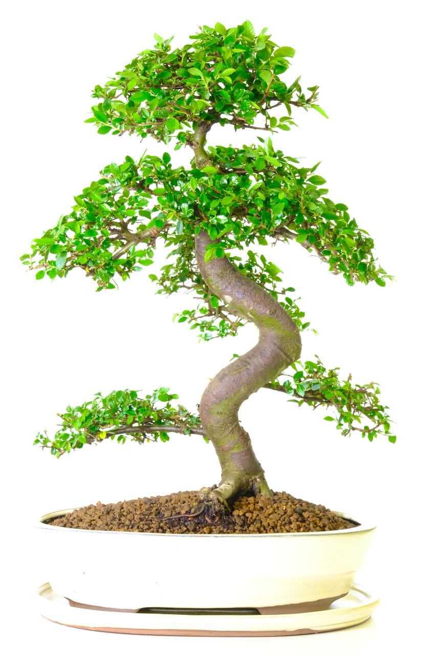 Highly refined Ulmus parvifolia indoor bonsai specimen tree for sale