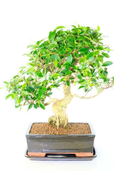 ecimen Indoor Ficus retusa Easy Care Bonsai - Commanding & Majestic