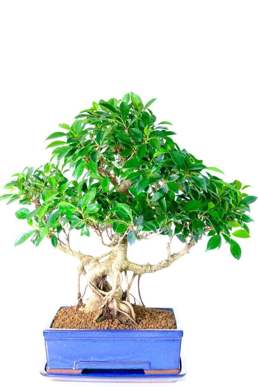 30 year old Extra Large Ficus Bonsai Indoor Tree with Brilliant Branch Placement and Fabulous Character Trunk