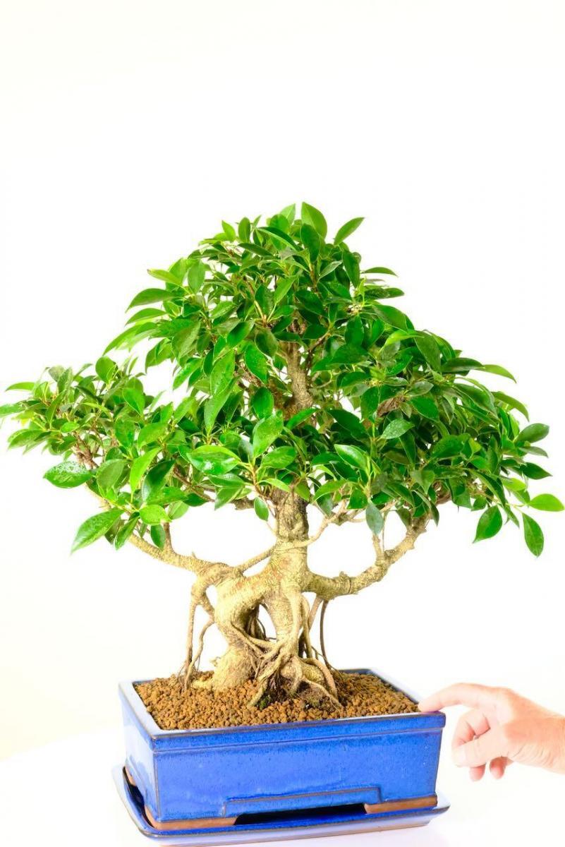 Extra large ficus easy care bonsai tree for sale in blue pot
