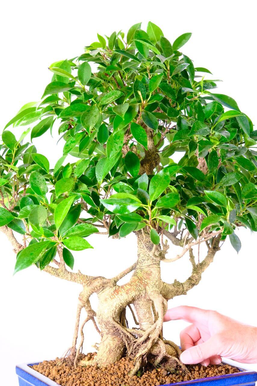 Top quality indoor bonsai ficus - truly spectacular