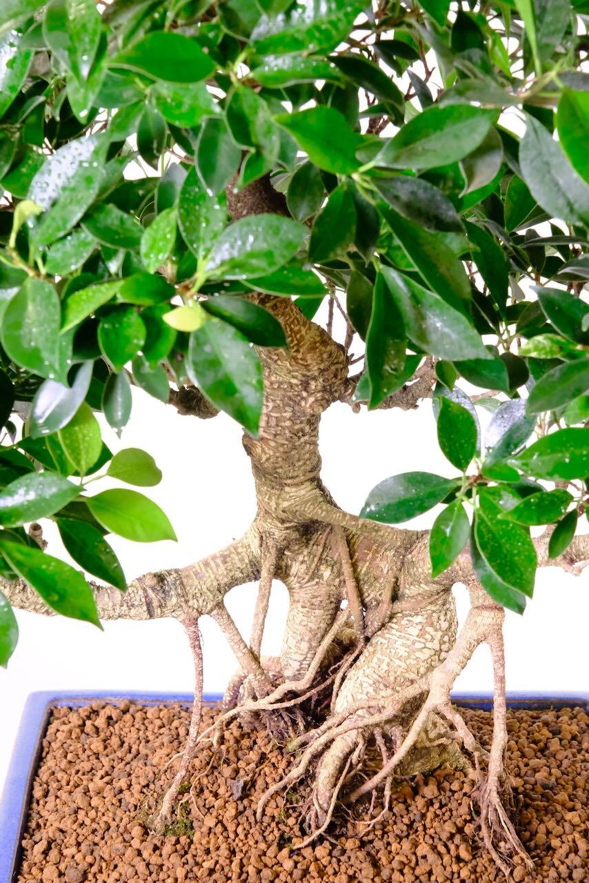 30 year old very big Ficus bonsai tree for beginners