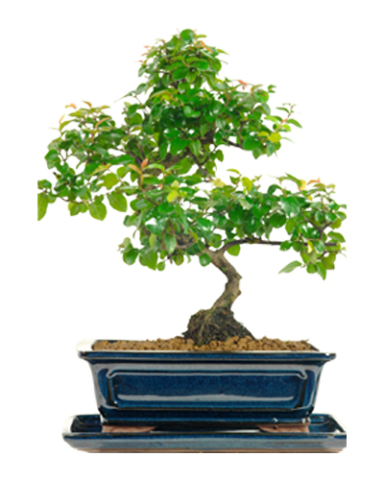 Top quality premium indoor bonsai trees for sale