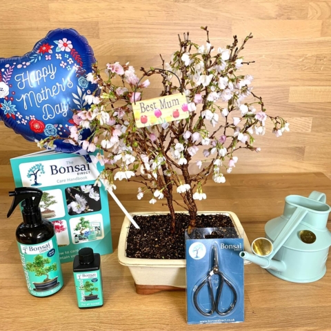 Mother's Day Bonsai Tree Gifts - Mother's Day Gifts