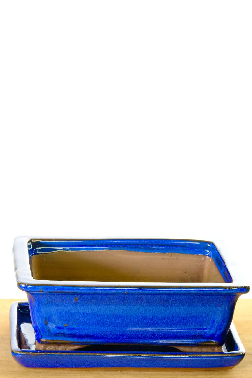 Rich royal blue ceramic bonsai pot | Wondrous bright and cheerful glaze