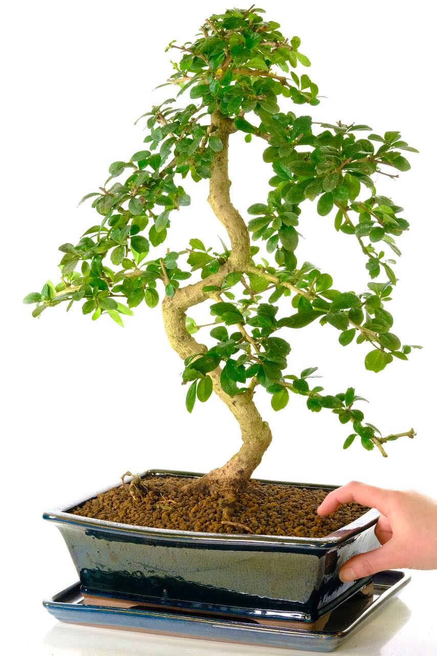 Special Fukien tea bonsai tree in black glazed pot