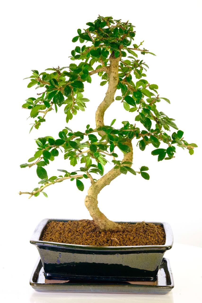 Majestic Large impressive Fukien Tea flowering bonsai for sale