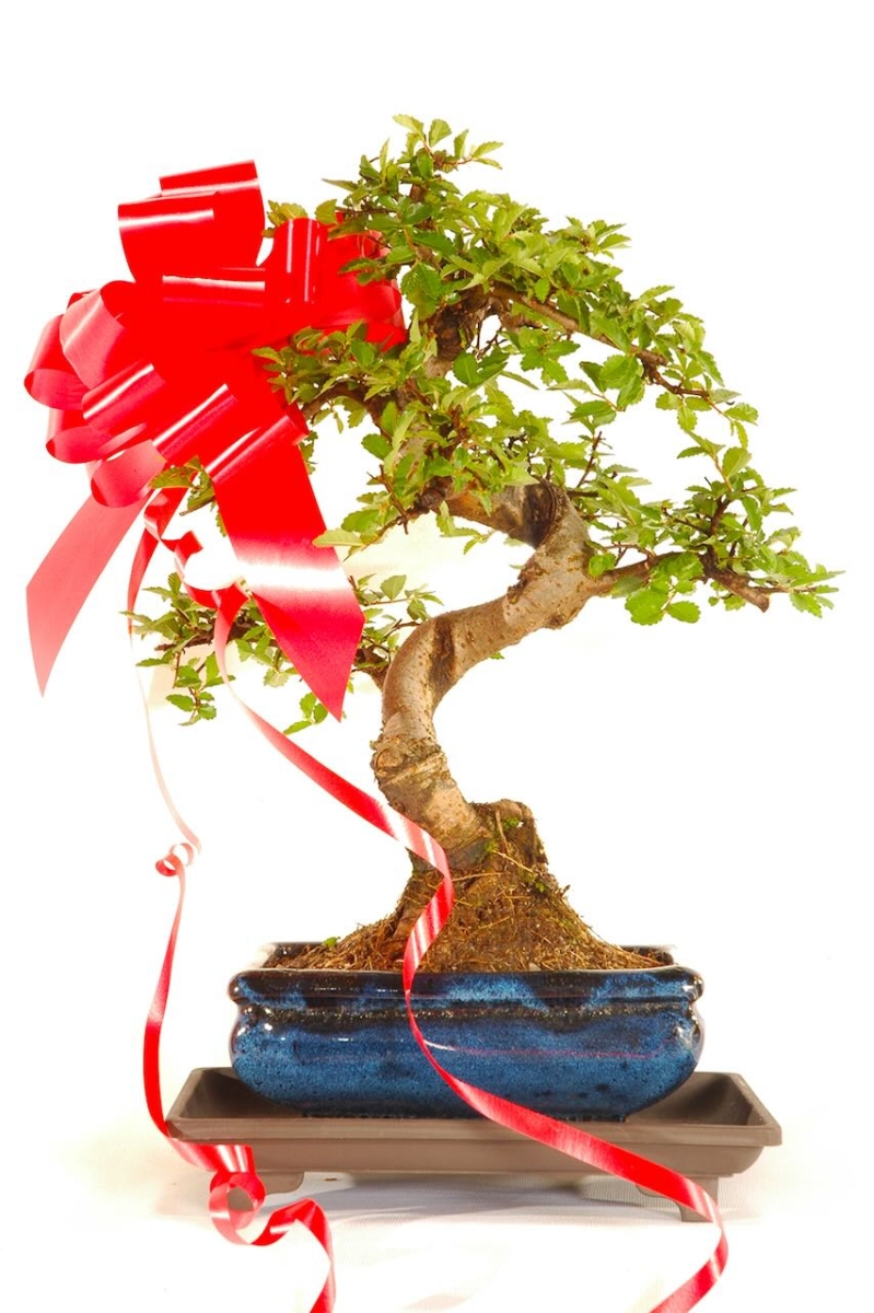 Bonsai Trees - Great gifts for the elderly & disabled.