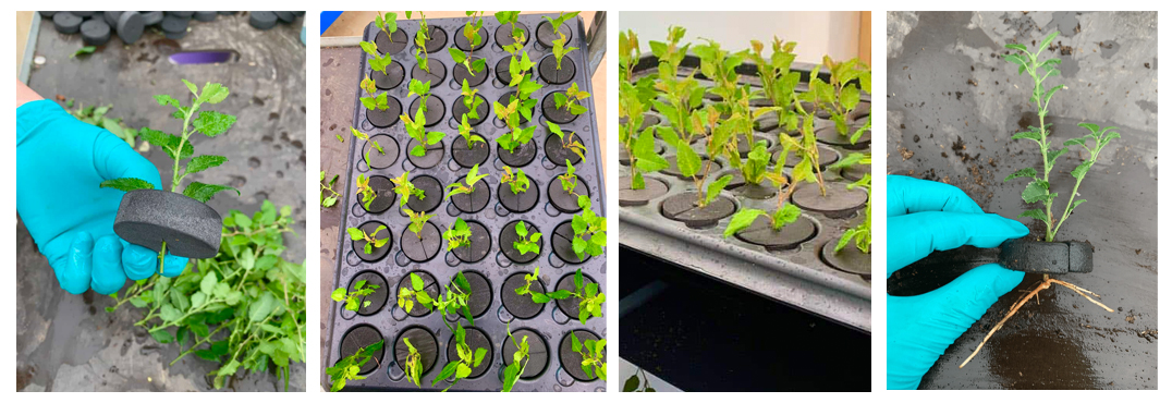 Images of Propagating Bonsai Trees from Cuttings at Bonsai Direct Photos of taking bonsai cuttings