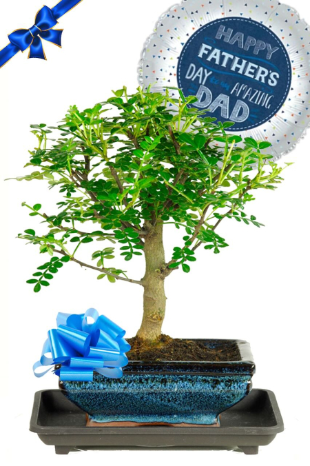 Fathers Day Aromatic Pepper Bonsai Tree for sale UK