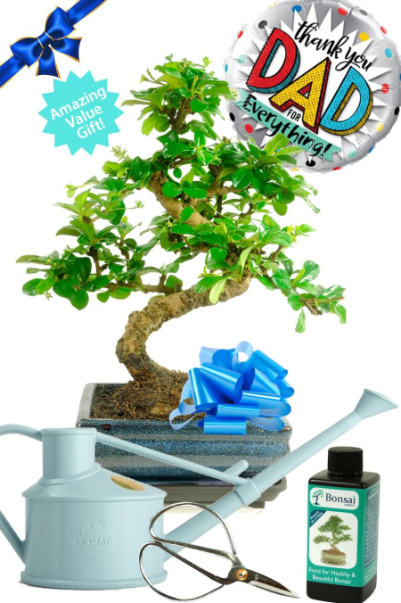 Outstanding Twisty Flowering Tea Tree Bonsai Kit - Father's Day Gifts | BEST BUY SAVE 20%