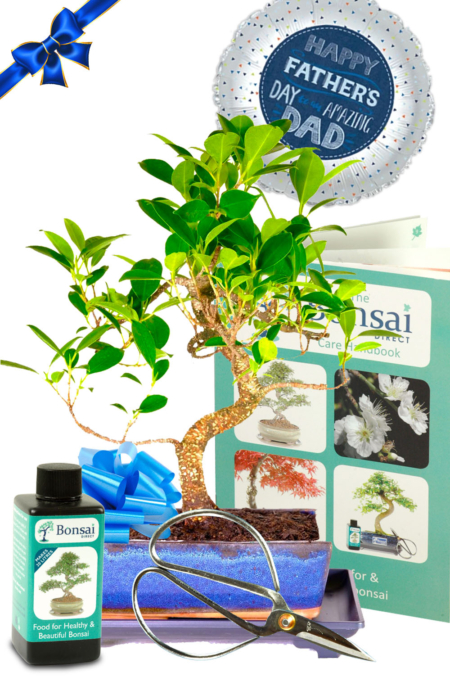 12 Year Old Beginners Indoor Ficus Bonsai - Easy Care Father's Day Gift!