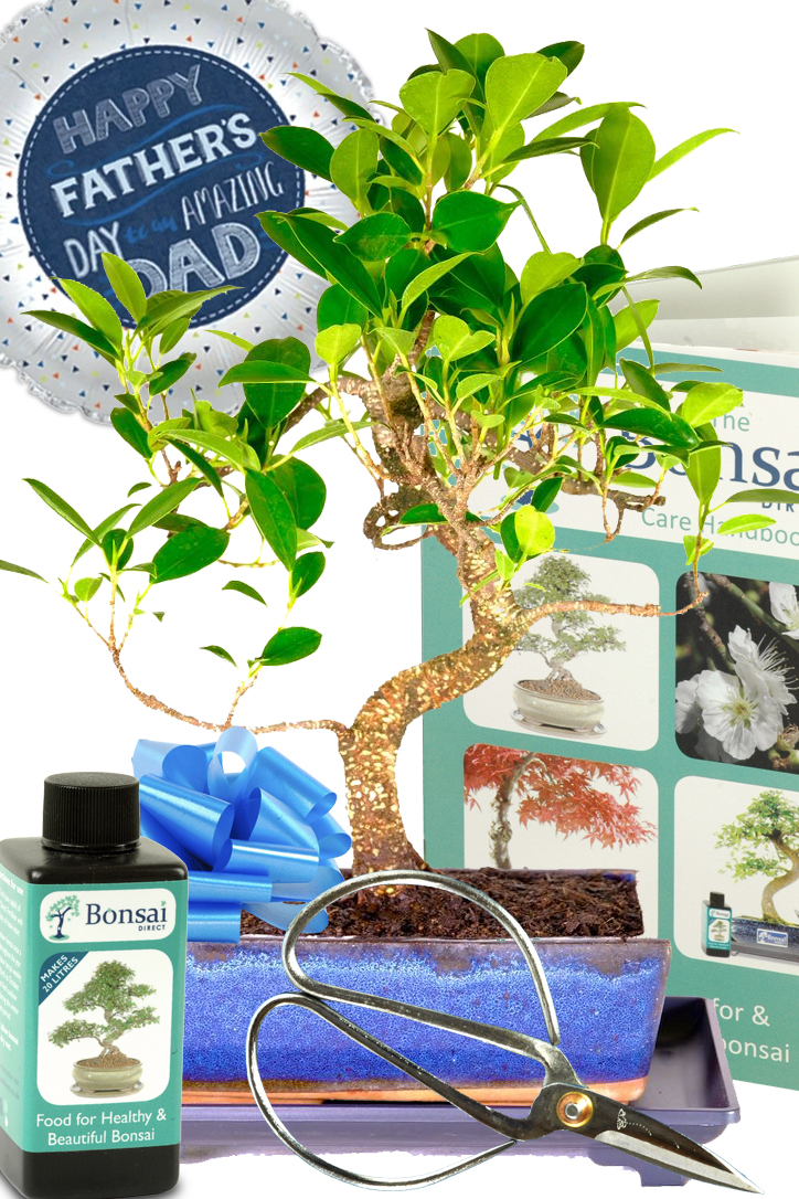 Father's Day plant gifts for sale! This is a 12 year old Ficus bonsai tree.