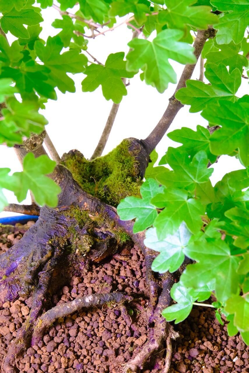 FREE fast delivery to most of the UK including London, Cardiff, and Edinburgh