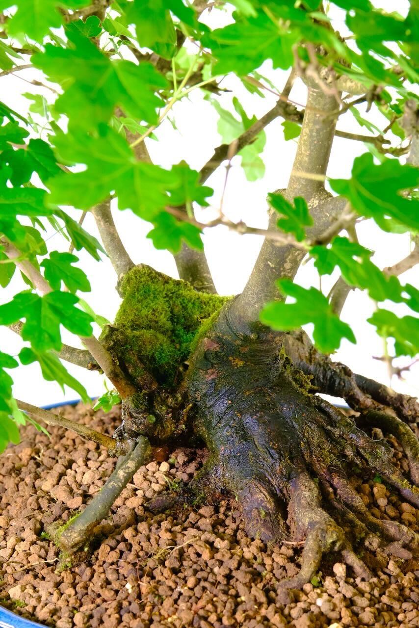 Close up of the root flare