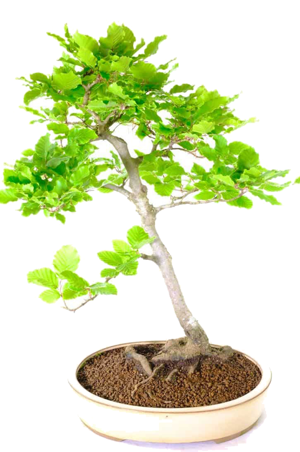 Beech (Fagus sylvatica) hardy outdoor bonsai with sensational roots