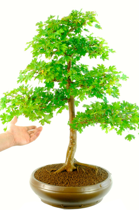 Extra-Large Specimen English Field Maple Bonsai - Outstanding
