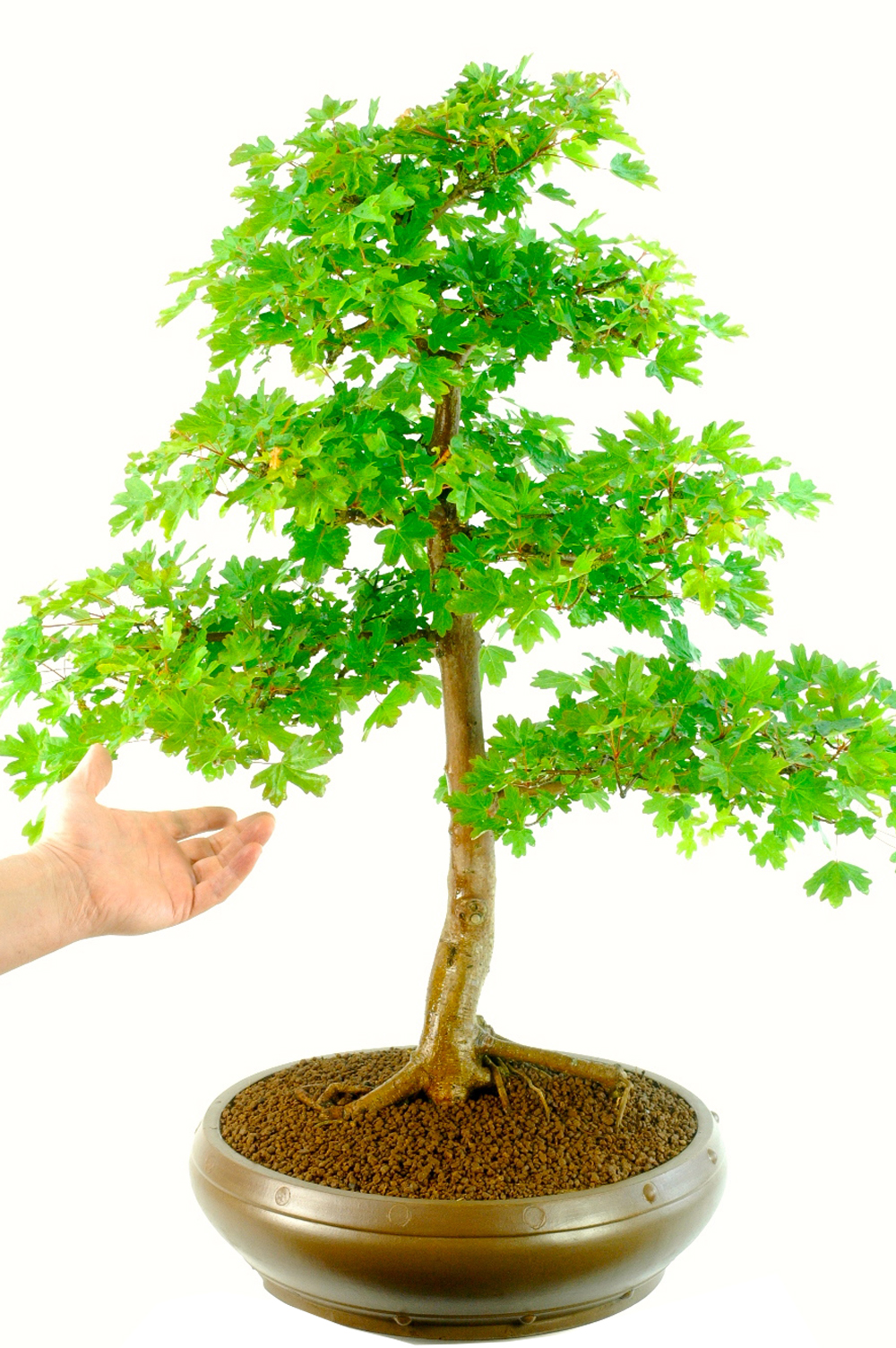 Extra-Large Specimen English Field Maple Bonsai - Outstanding