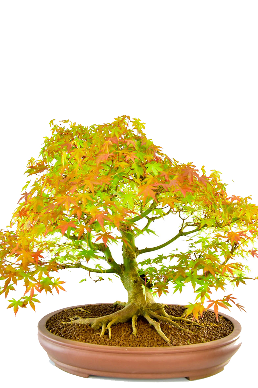 Incredible Specimen Japanese Maple Bonsai (Acer palmatum)