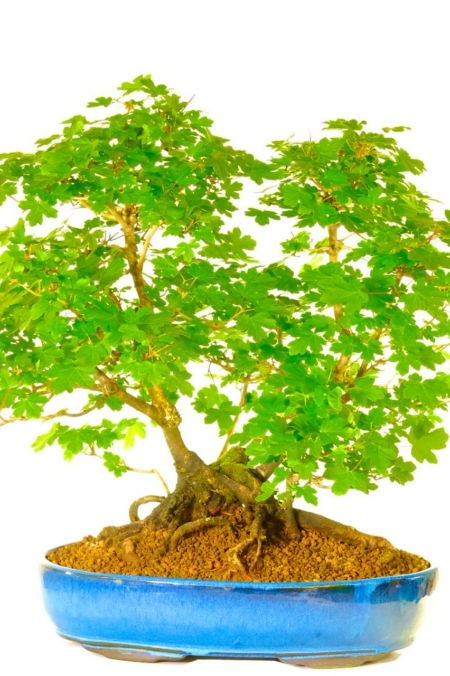 WOW - Phenomenal Multi-trunk English Maple Specimen Bonsai - Acer Campestre