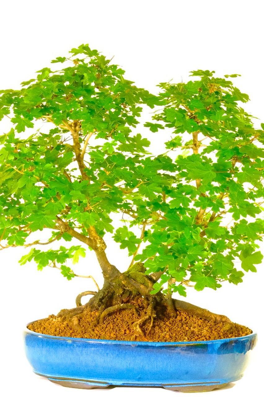 WOW - Phenomenal Multi-trunk English Maple Specimen Bonsai - Acer Campestre