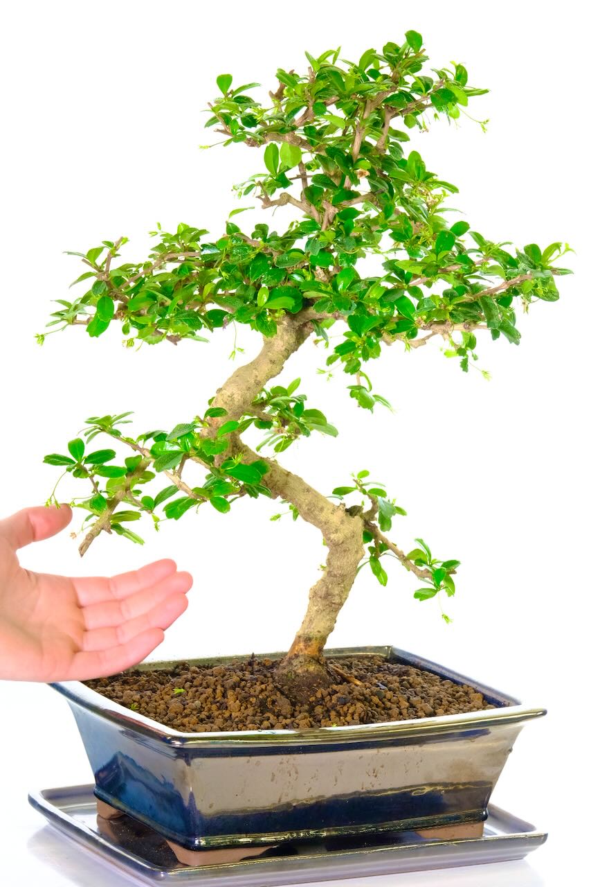 Elegant Fukien tea tree | Carmona microphylla bonsai in black pot