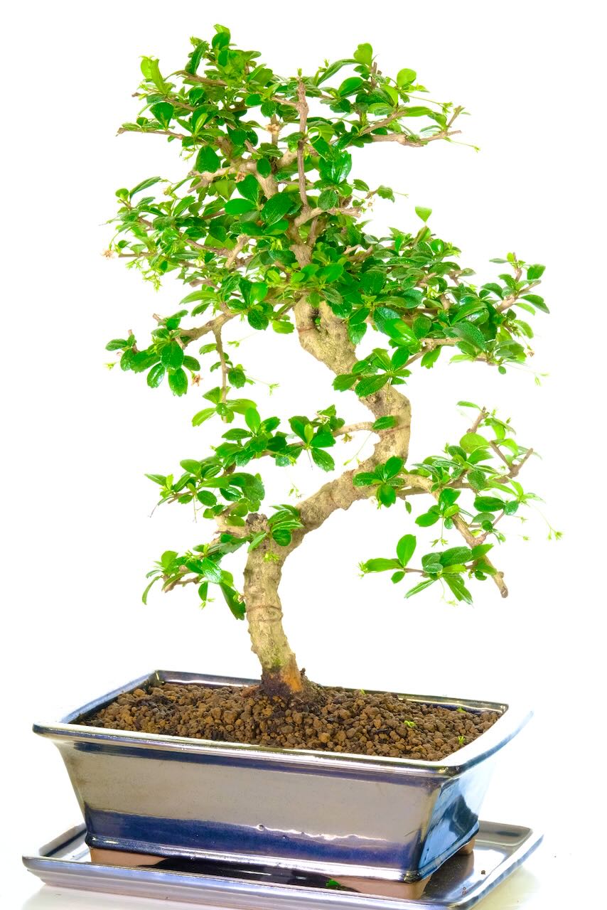 Elegant and beautiful beginners indoor bonsai beauty in black rectangular pot