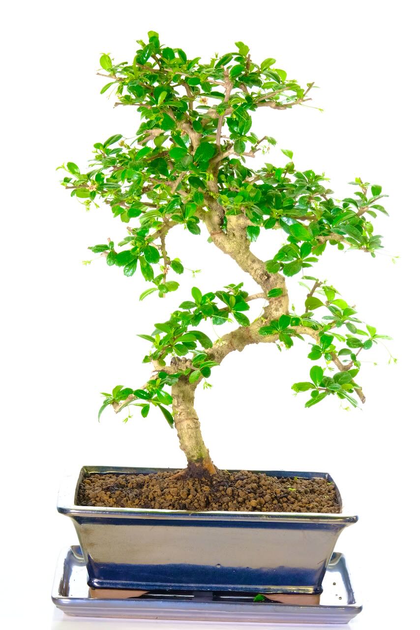 Specimen quality highly recommended Fukien Tea Bonsai