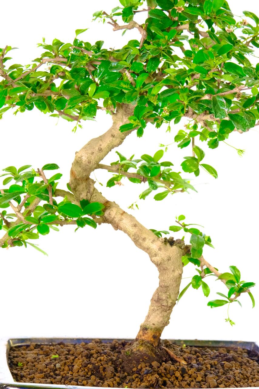 Elegantly designed twisting trunk flow