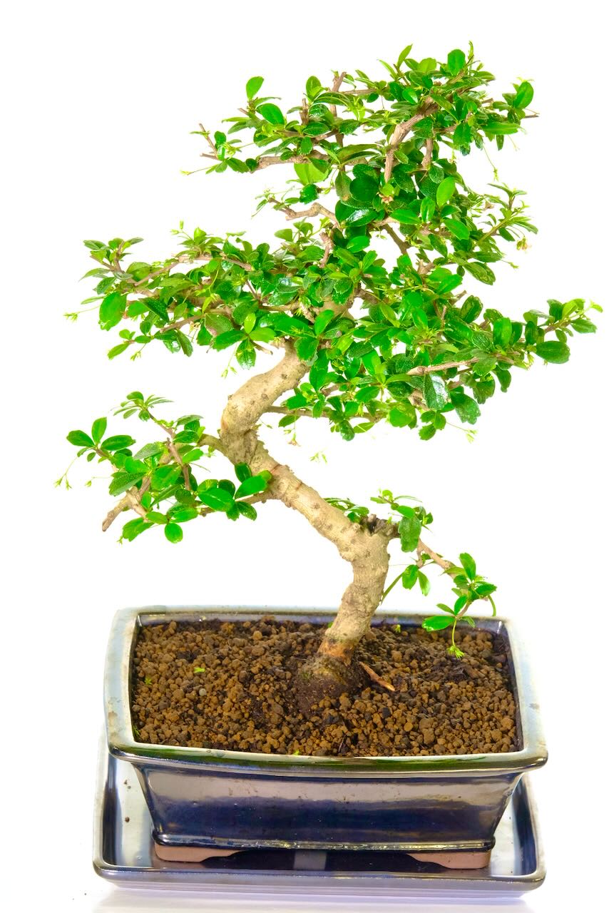 Stunning white flowers during summer months