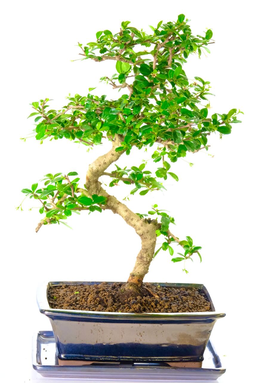 Tall impressive 16 year old Carmona Fukien Tea Bonsai for sale in metallic black ceramic pot