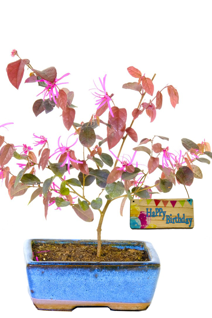 Happy Birthday Bonsai Tree Gift | Purple leaved starter bonsai tree
