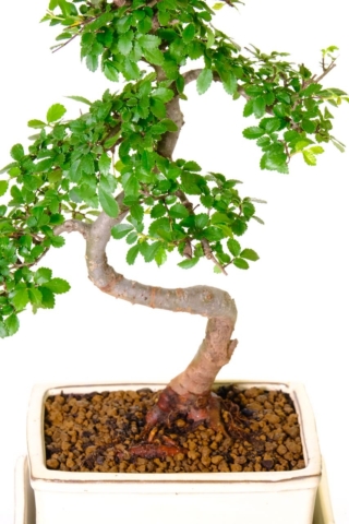 Close up of the trunk and roots of this delightful bonsai tree