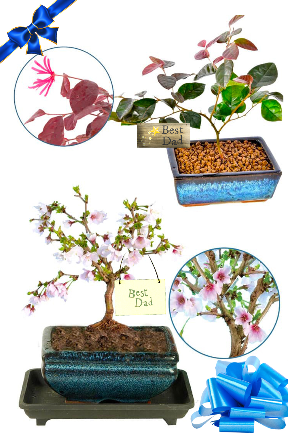 Father's Day Flowering Bonsai Duo - The Cherry Blossom & Chinese Blush Tree