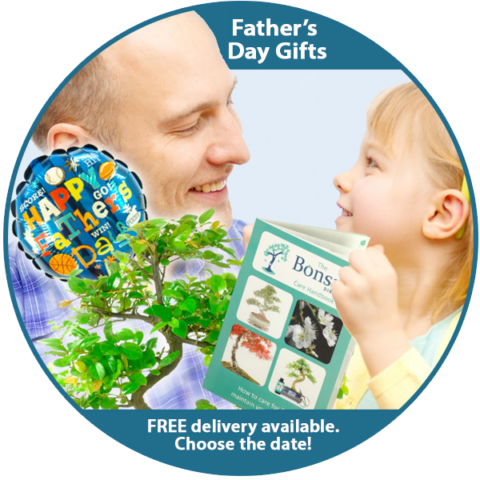 Father's Day Bonsai Tree Plants for Sale