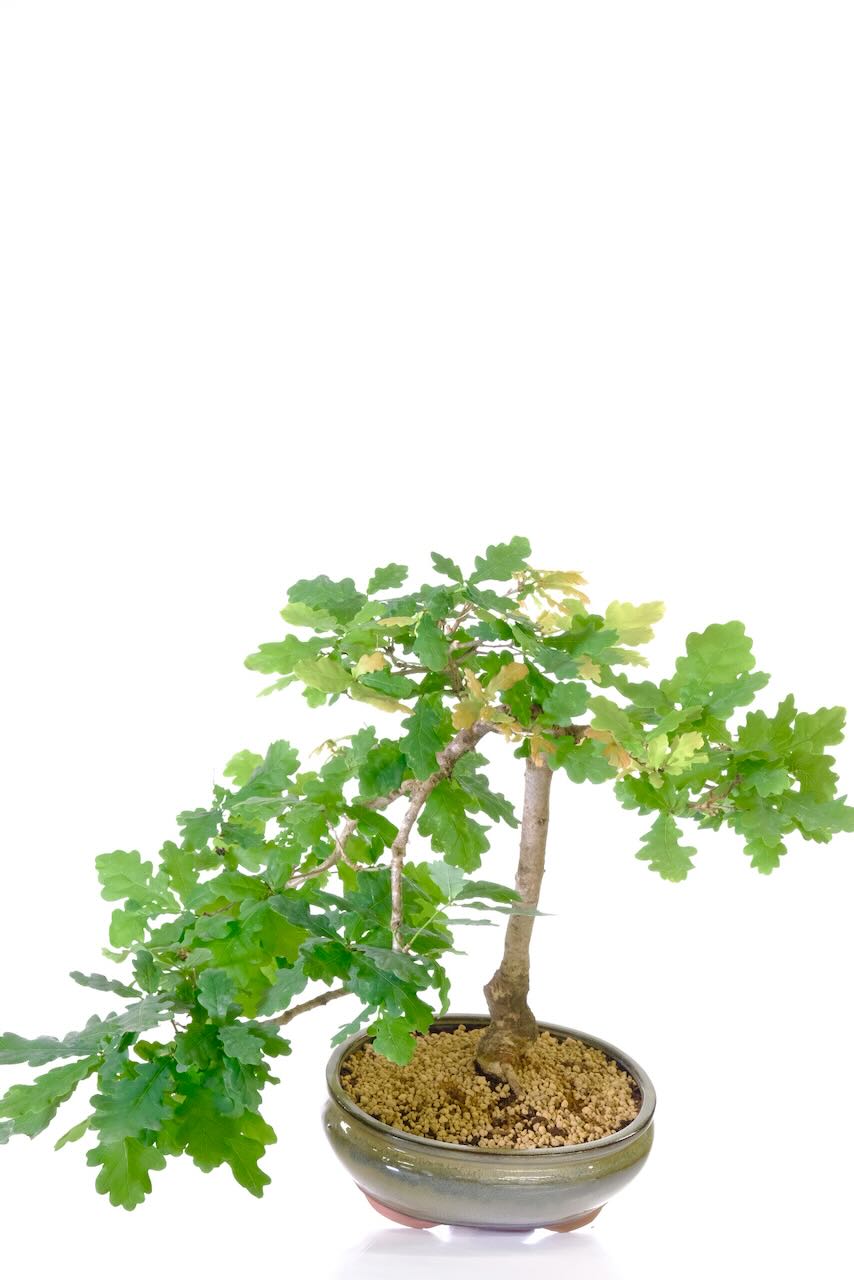 View this unique individually photographed bonsai from above