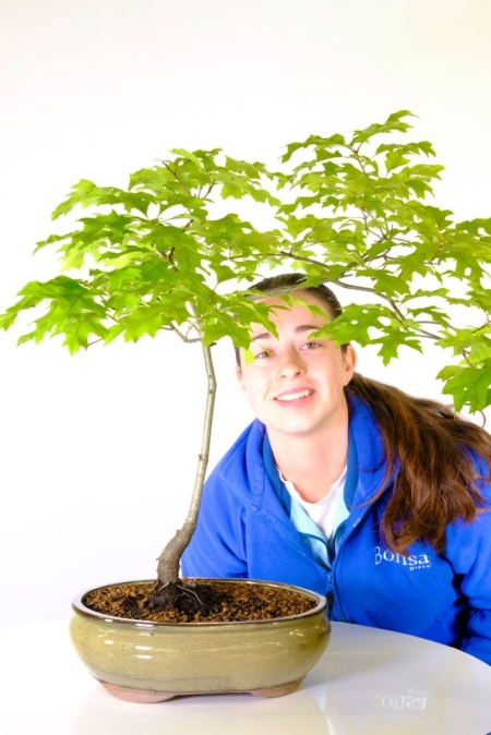Large impressive red Oak Bonsai tree in olive green oval pot