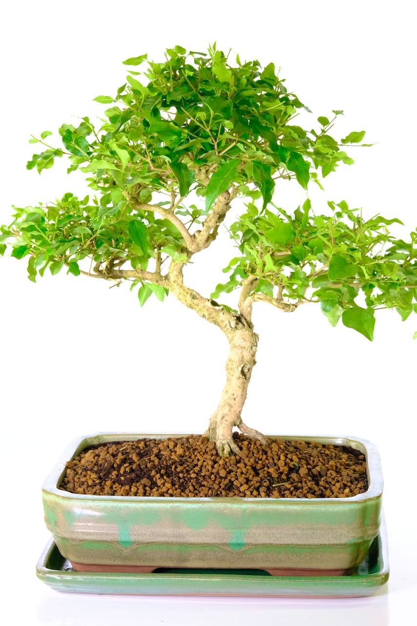 Beautiful top quality Ligustrum bonsai tree | fast growing with easy care