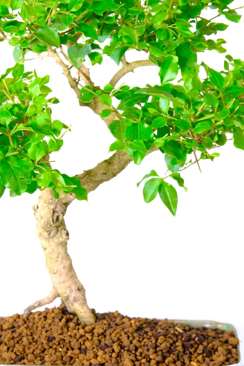 Close up of the trunk flower this premium range unique bonsai tree for sale