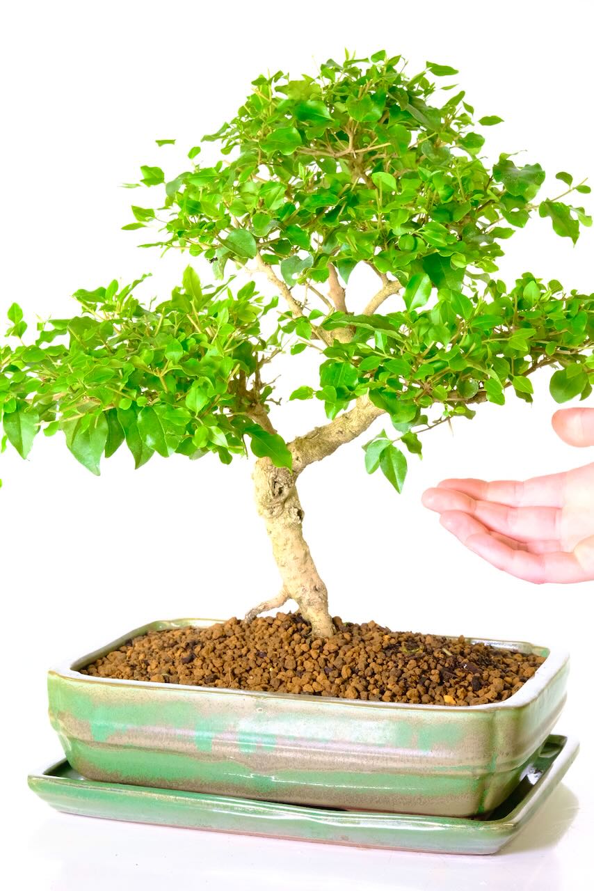 The forked roots and twisty s-shaped trunk are both lovely features of this bonsai