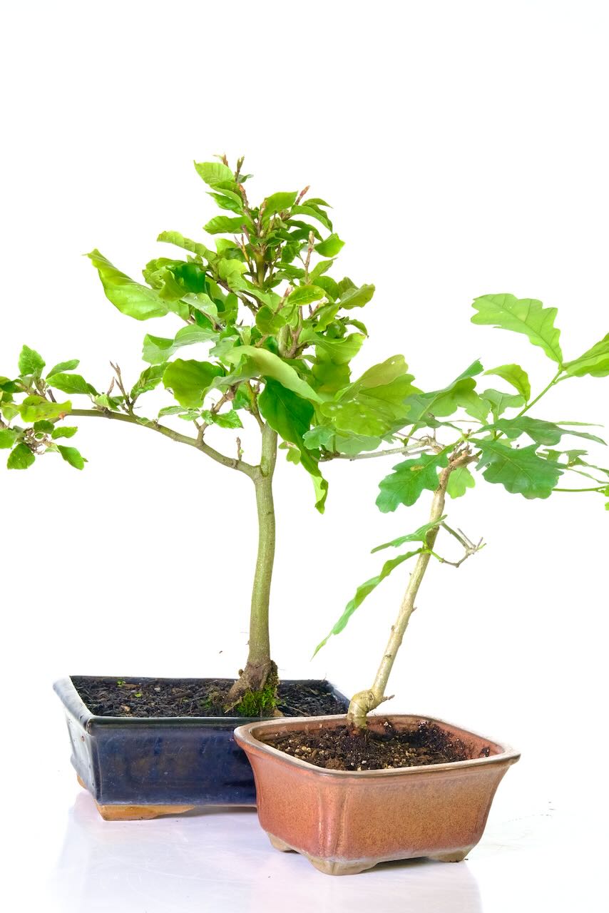 Oak and beech hardy bonsai starter plants