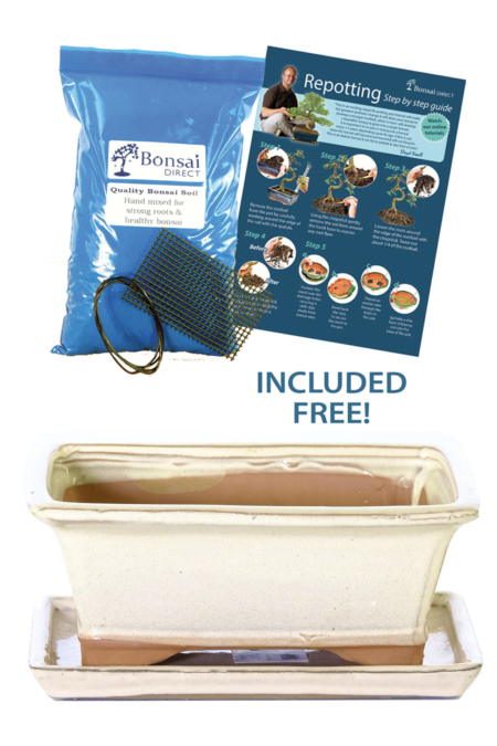 Cream 8 inch glazed bonsai pot with tray - FREE delivery