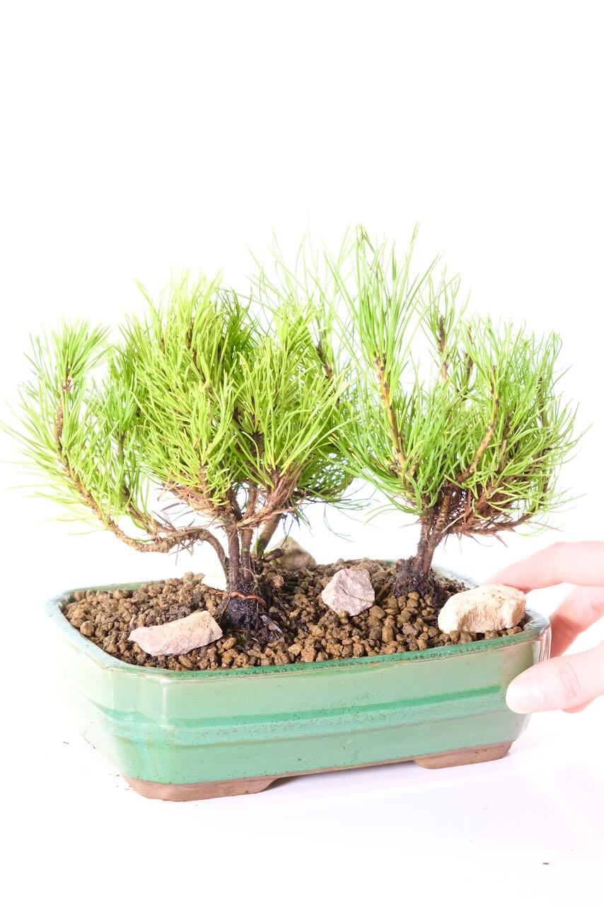 Comes potted in a metallic green ceramic pot with rocks