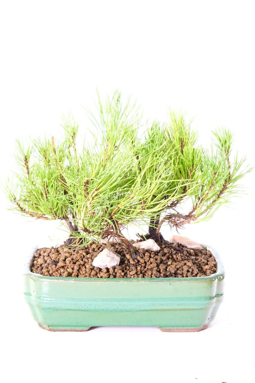 Excellent styling, ready to grow on