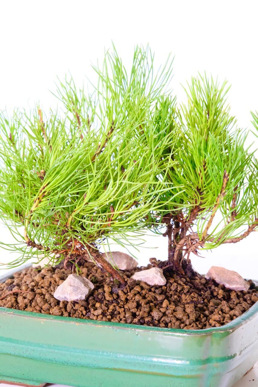 Lovely, vibrant green foliage | Evergreen bonsai