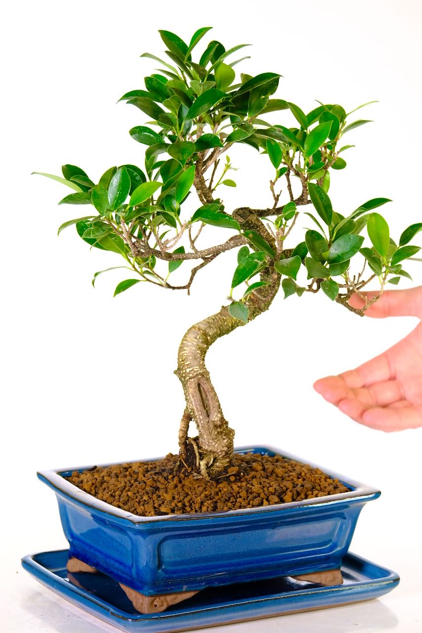 easy care | Perfect for indoor gardening