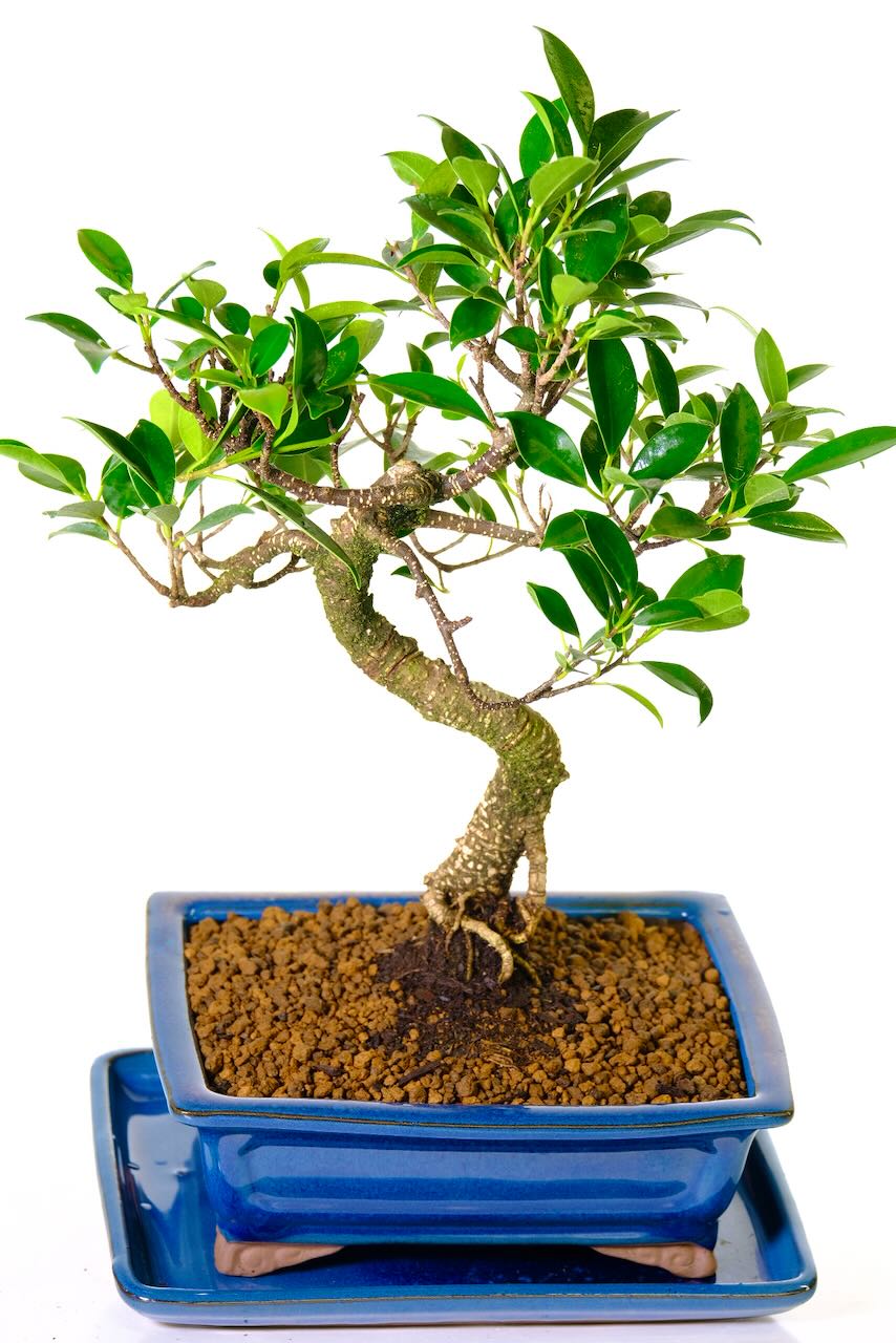 Twisty ficus retusa indoor bonsai for beginners