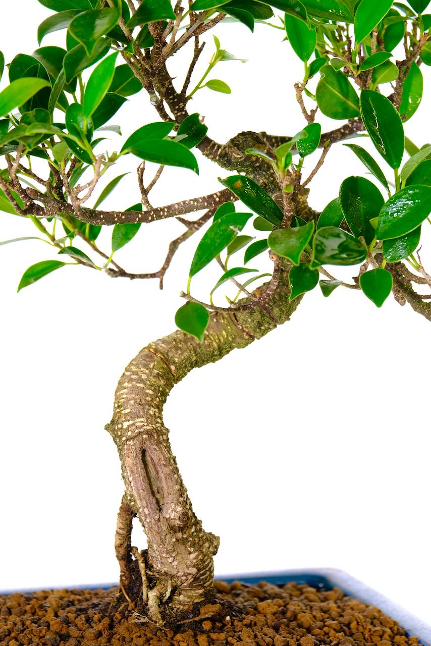 Feature shari on this banyan bonsai tree